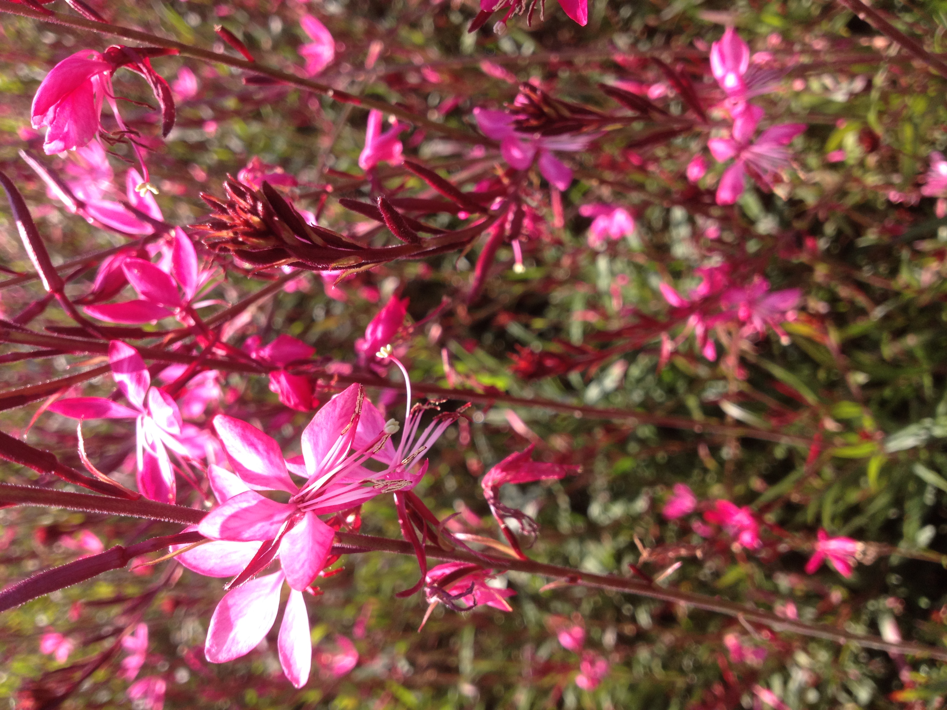 GAURA COLTIVAZIONE E VENDITA